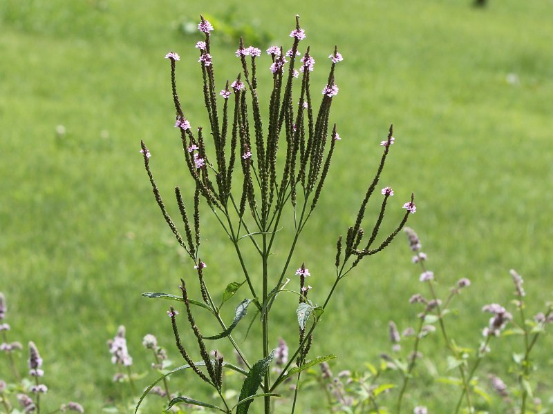 Pink vervain