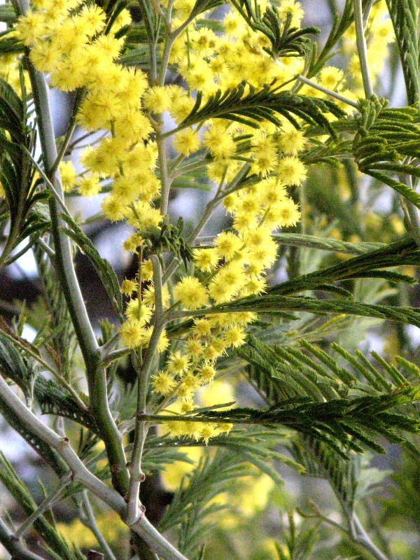 Acacia dealbata