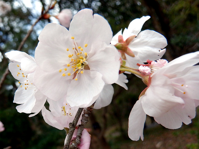 桜　東海桜（トウカイザクラ）