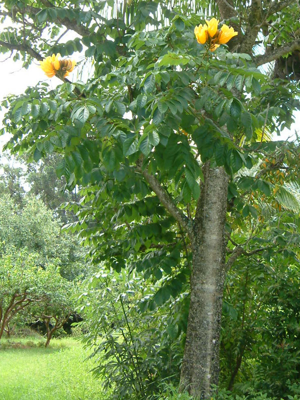 Yellow African Tulip Tree