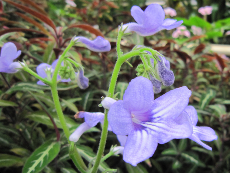 Streptocarpus