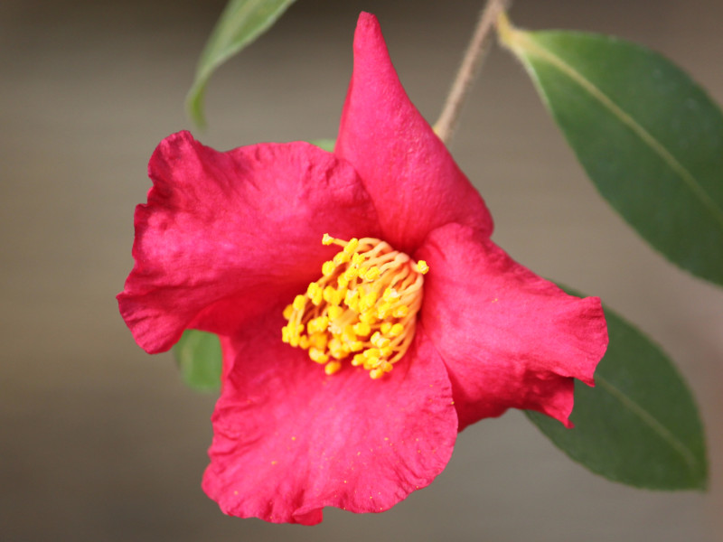 Camellia sasanqua 'Sasada-beni'