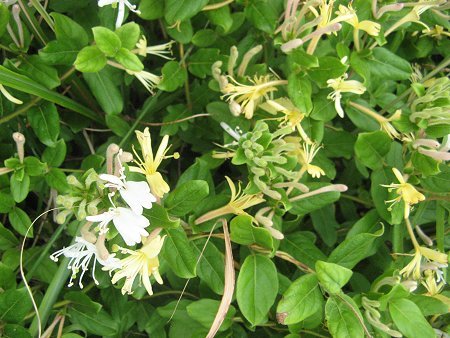 Japanese honeysuckle