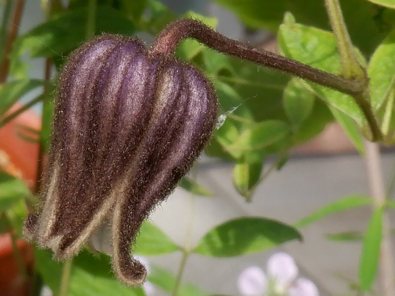  Clematis fusca