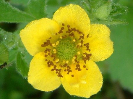 Geum aleppicum