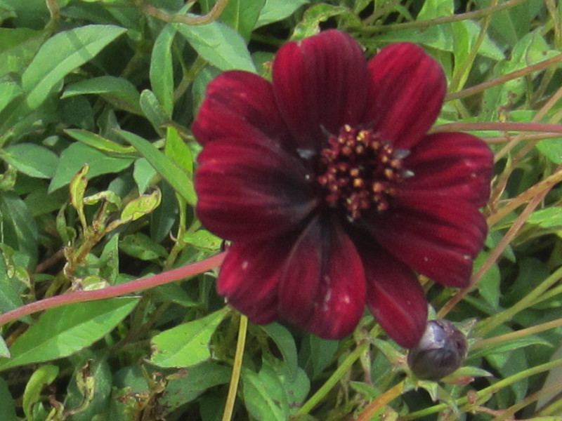 Chocolate Cosmos