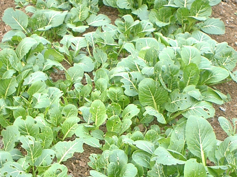 小松菜 Brassica Rapa Var Perviridis 科技研花图画书