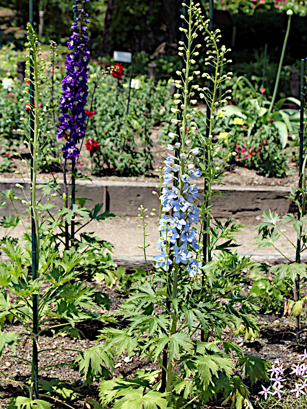 Delphinium lark spur