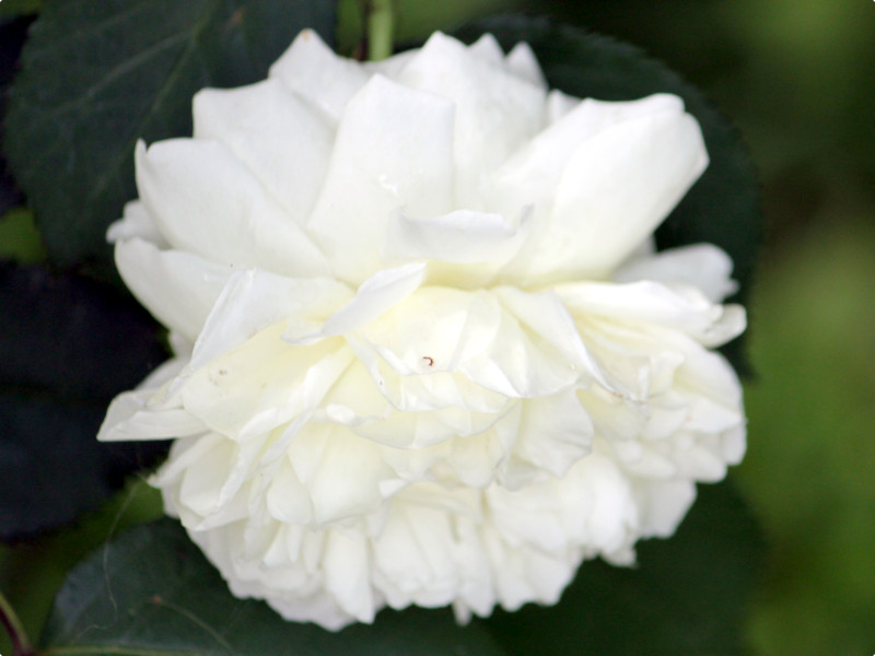 Rose 'White Gruss an Aachen' 