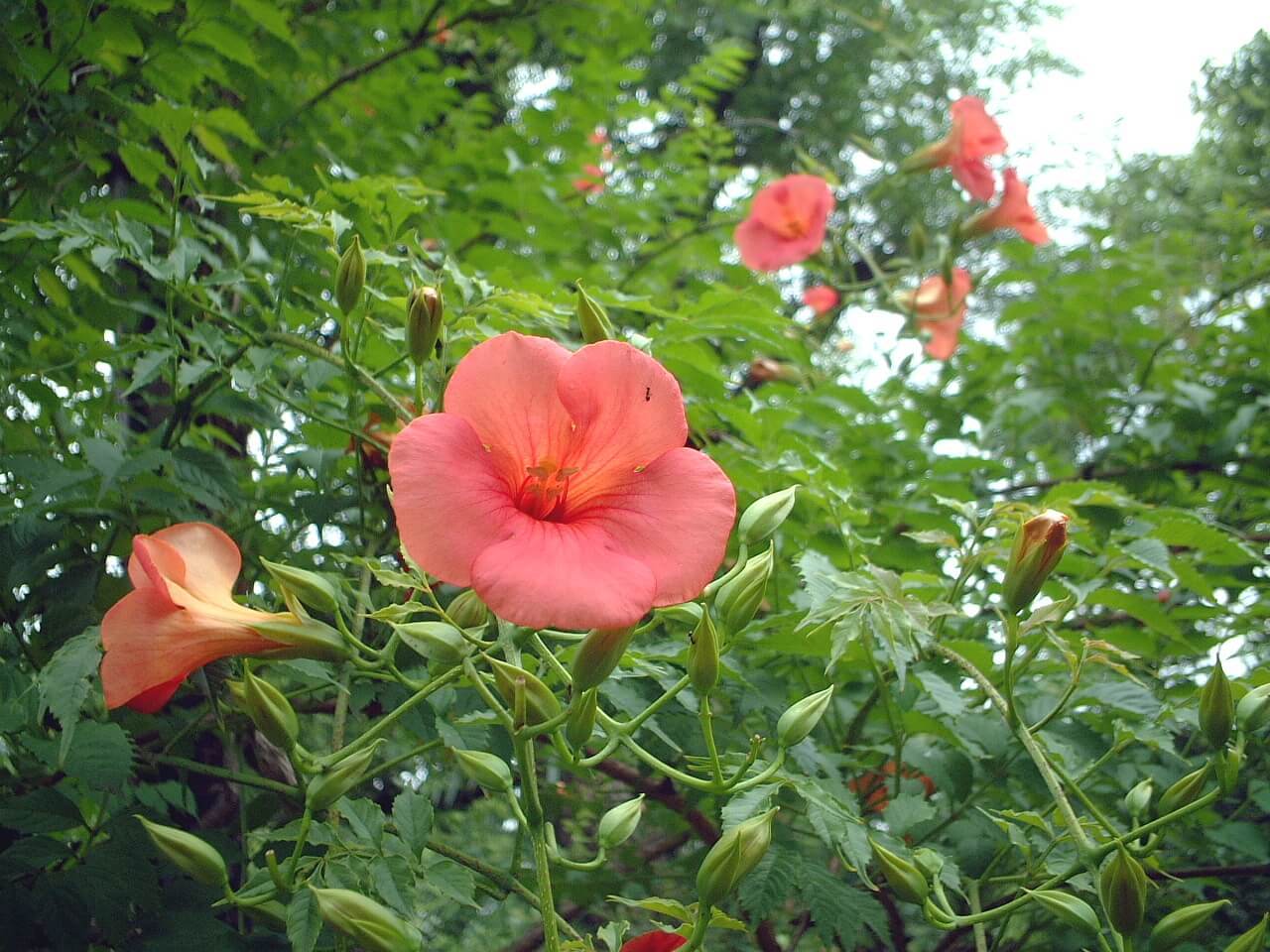 Chinese trumpet creeper