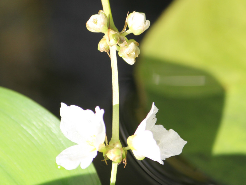 Echinodorus argentinensi