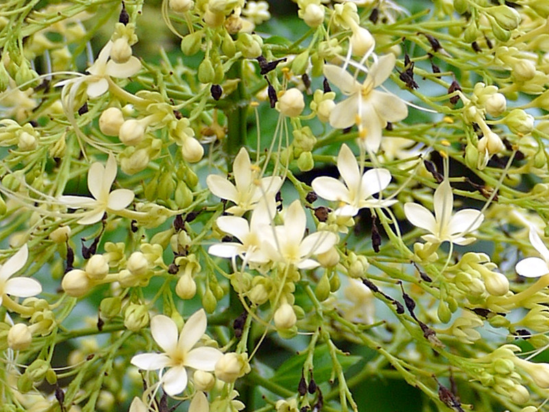 Crelodendrum paniculatsum 'Alba'