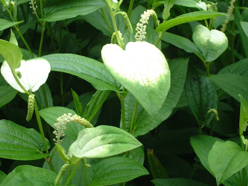 Saururus chinensis