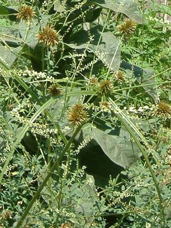 Mariscus congestus