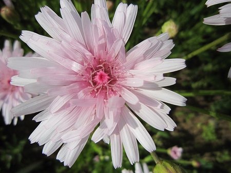 Crepis rubra