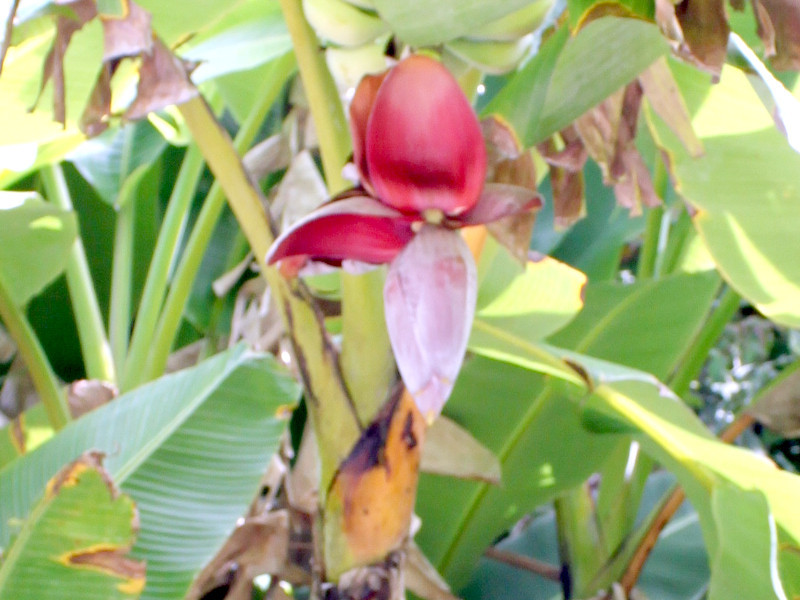 野蕉 Musa Balbisiana 科技研花图画书