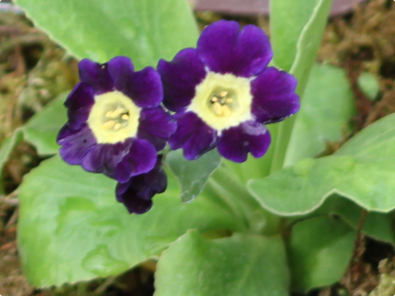 Primula auricula