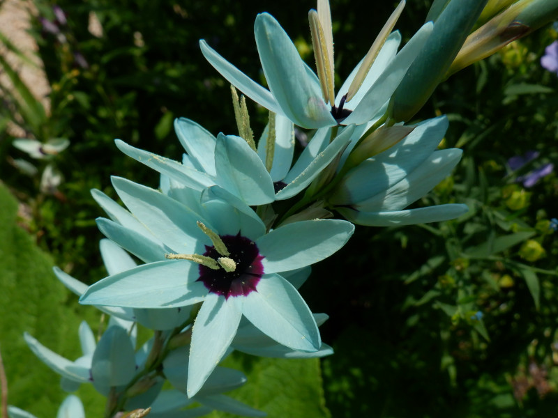 Ixia viridiflora