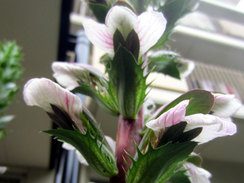 Acanthus