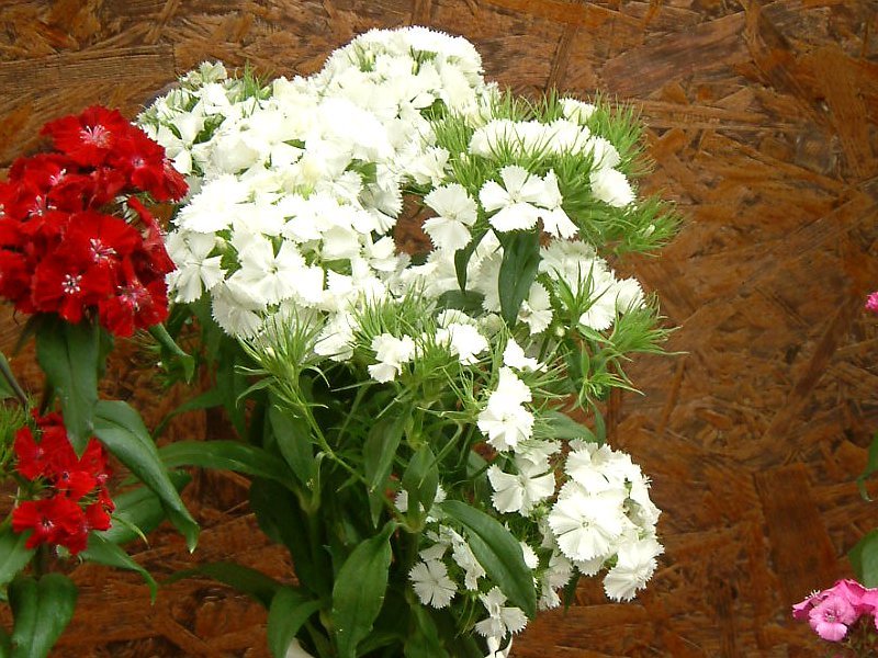 Dianthus barbaltus