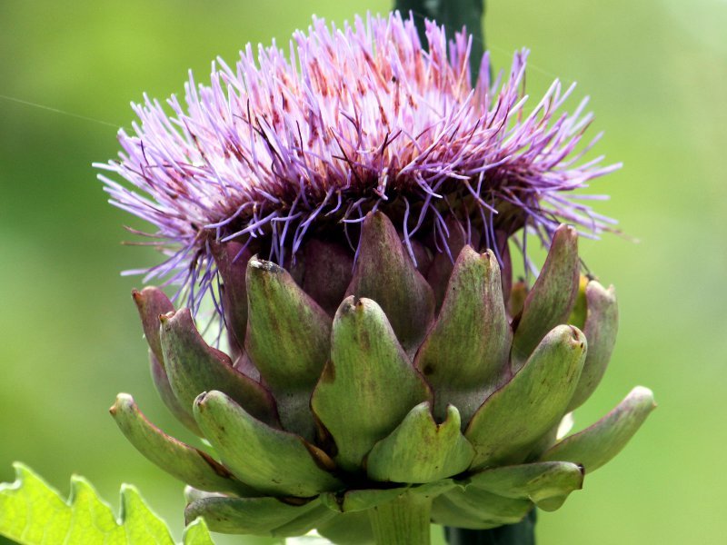 アーティチョーク Cynara Scolymus かぎけん花図鑑