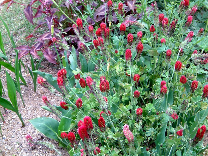 ストロベリー キャンドル Trifolium Incarnatum かぎけん花図鑑