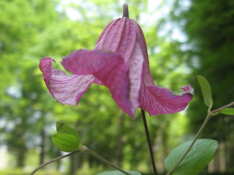 Clematis