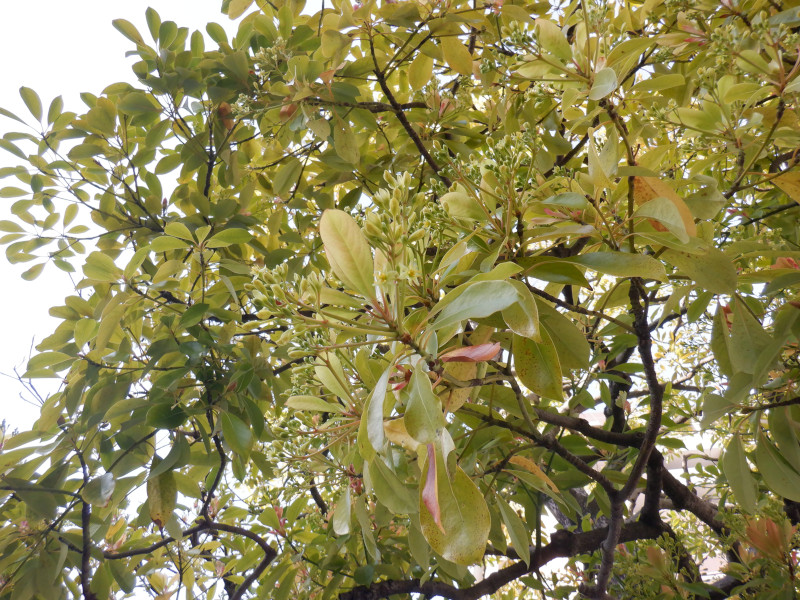 Machilus thunbergii