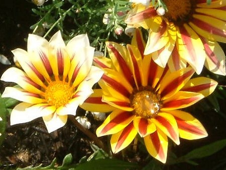 September Light-yellow-colored flowers