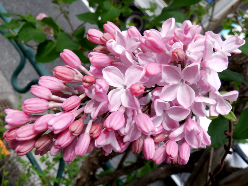 誕生花　5月30日