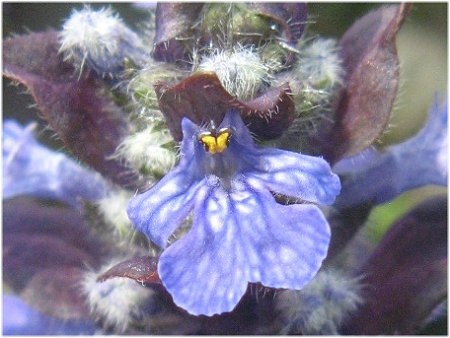 Ajuga