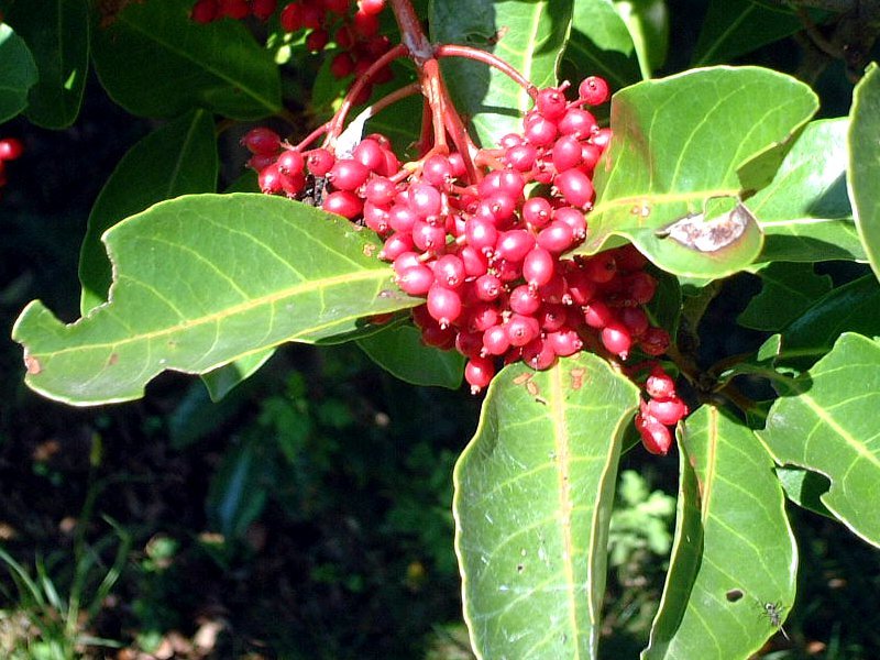 サンゴジュ Viburnum Odoratissimum かぎけん花図鑑