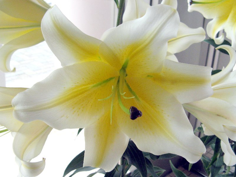 Lilium Oriental-Hybrids 'Manisa' 