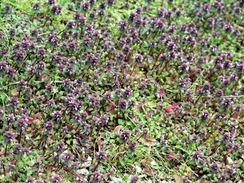 ヒメオドリコソウ Lamium Purpureum かぎけん花図鑑