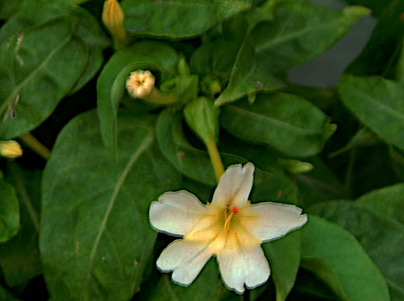 Mirabilis jalapa