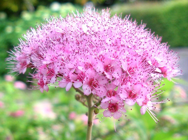 シモツケ Spiraea Japonica かぎけん花図鑑