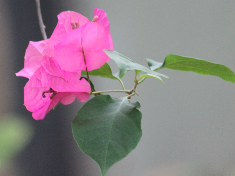 Bougainvillea