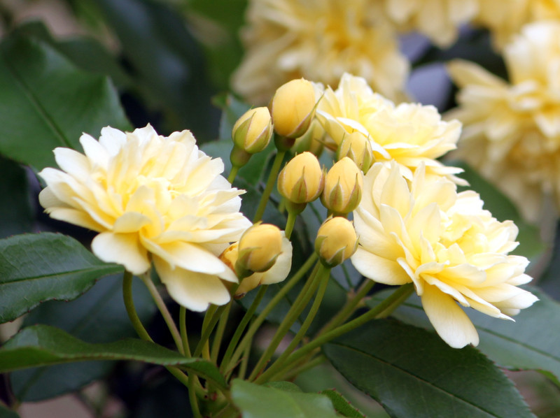 モッコウバラ Rosa Banksiae かぎけん花図鑑