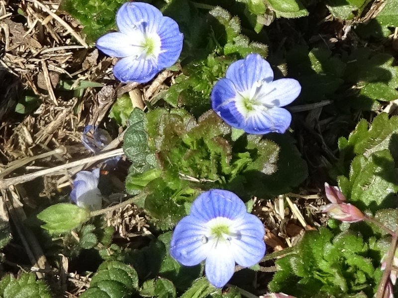 Veronica persica