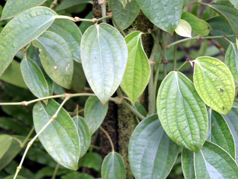 Black pepper | Piper nigrum | Flower Database