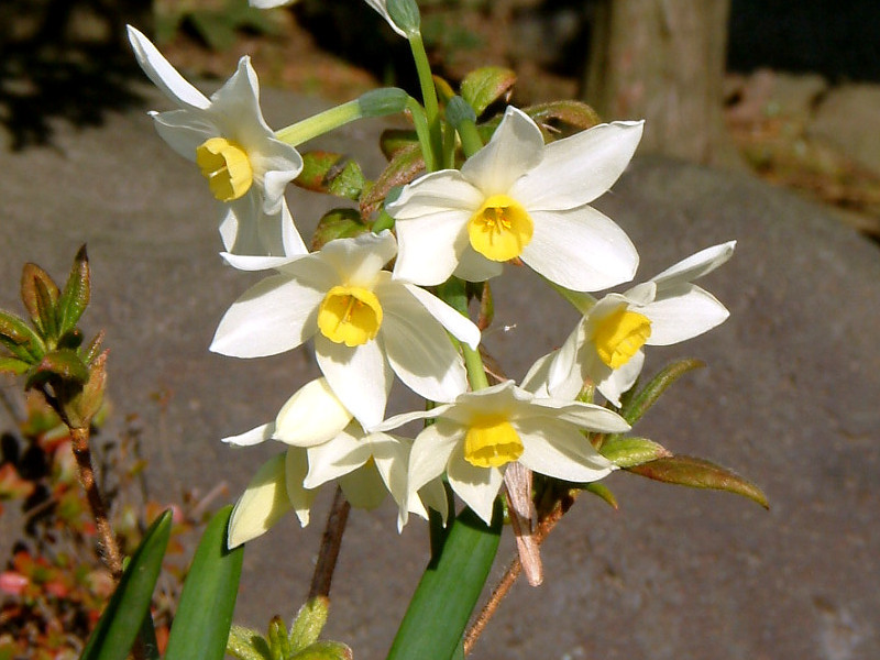 スイセン Narcissus L かぎけん花図鑑