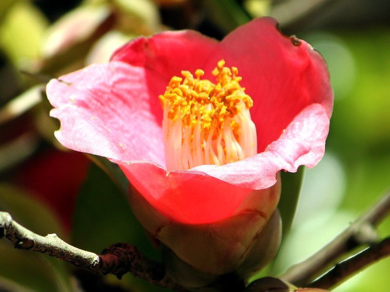 山茶 Camellia Japonica L 科技研花图画书