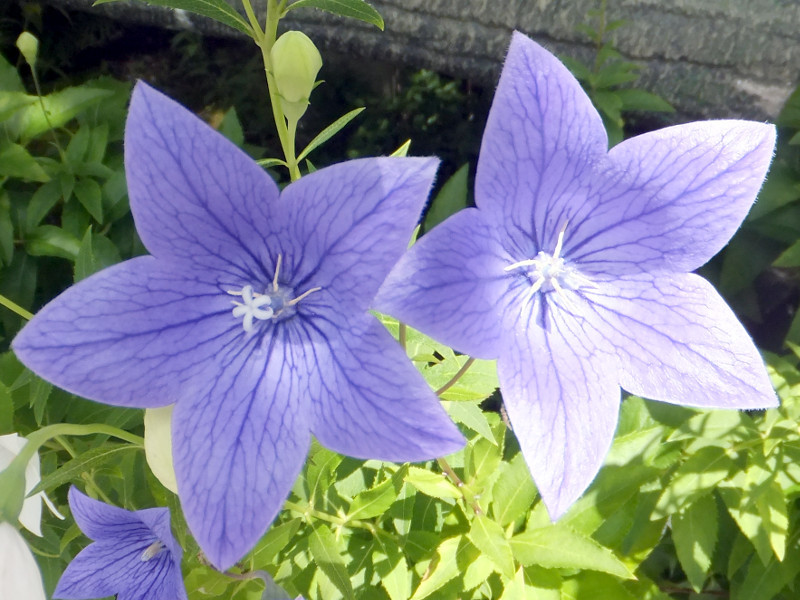 キキョウ | Platycodon grandiflorus | かぎけん花図鑑