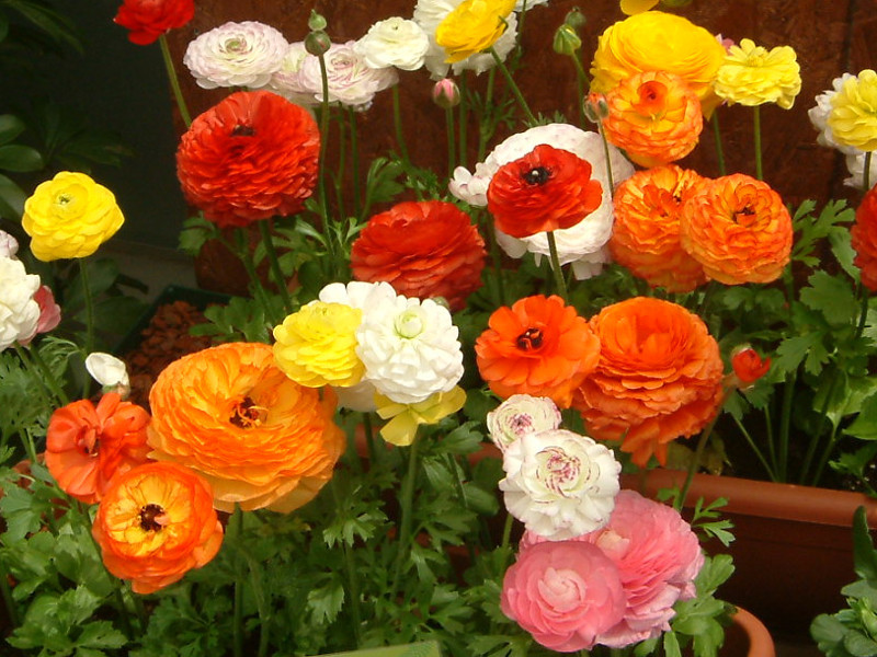 ラナンキュラス Ranunculus Asiaticus かぎけん花図鑑