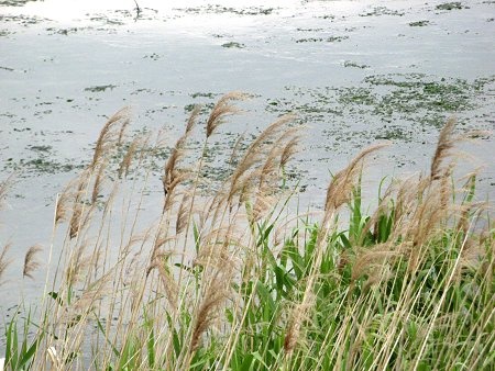 Phragmites australis