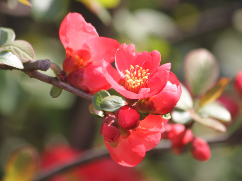 ボケ Chaenomeles Speciosa かぎけん花図鑑