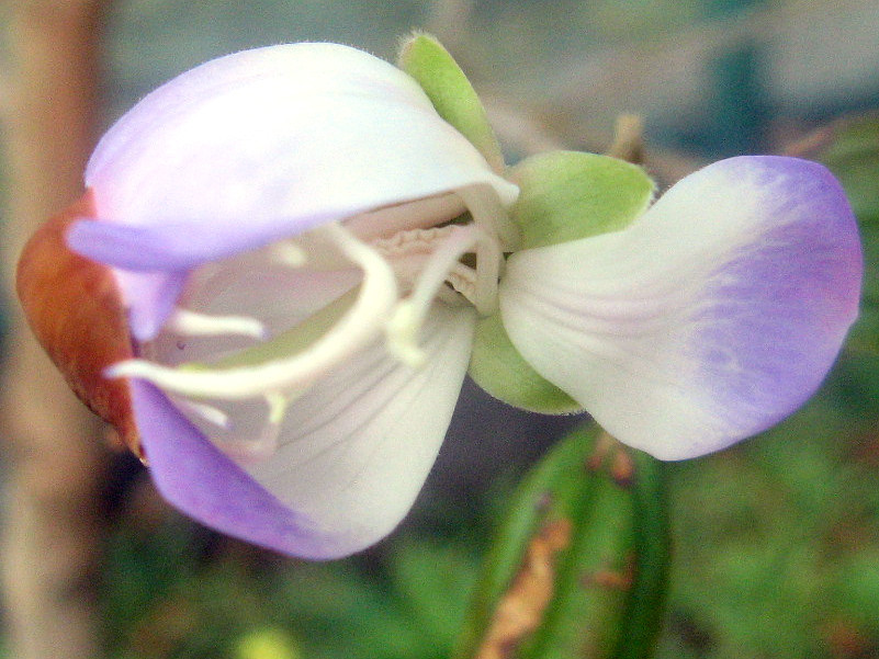 シコンノボタン リトルエンジェル Melastoma Tibouchina Little Angel かぎけん花図鑑