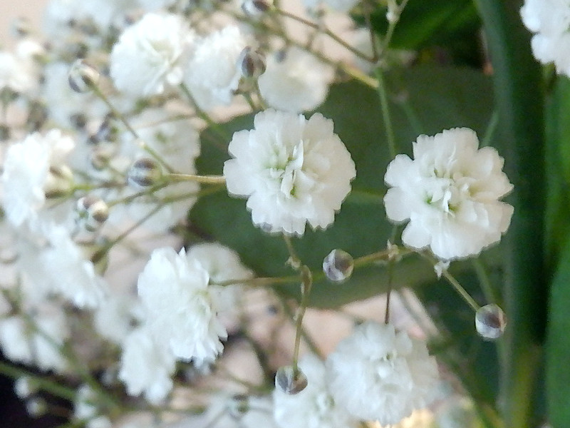 Gypsophila