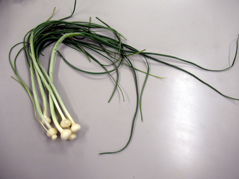 long-stamen chive