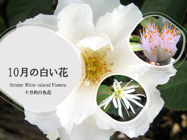 october-white-colored-flowers